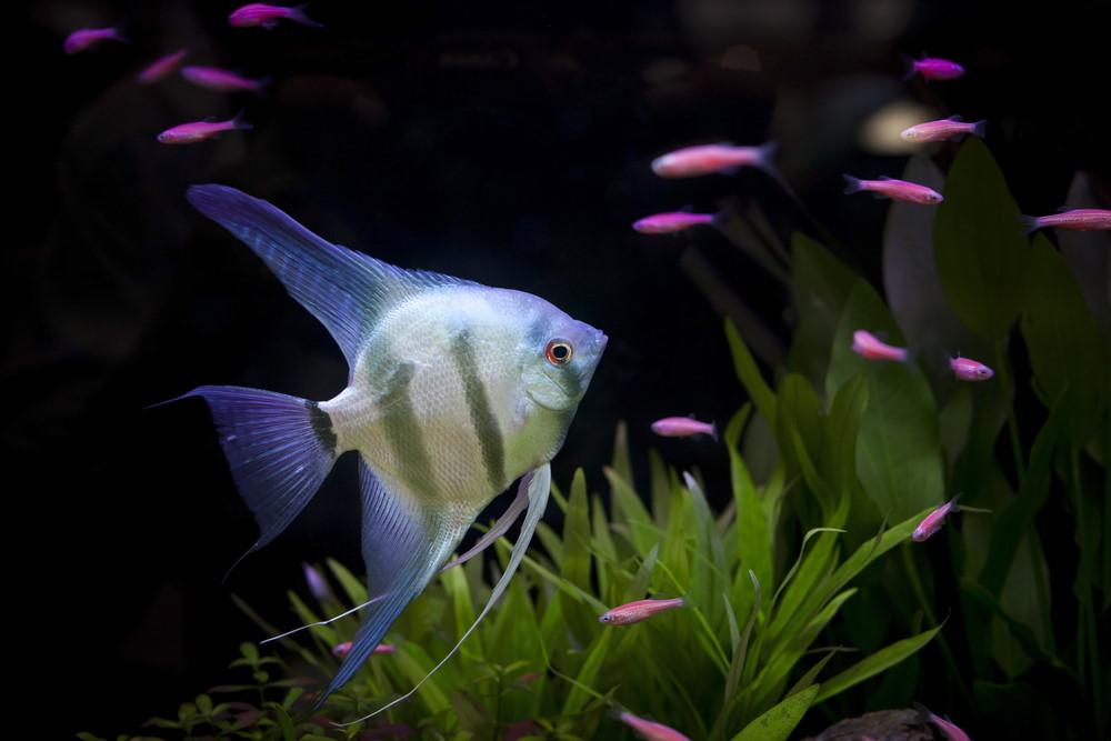 beginner aquarium fish species