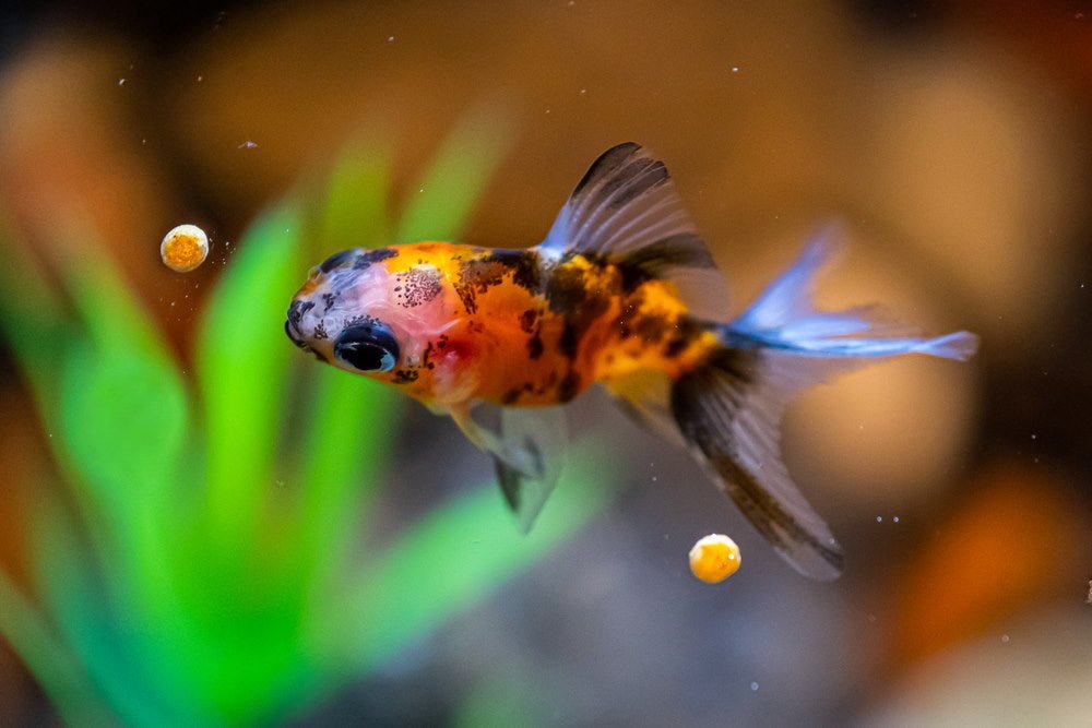 What do goldfish eat? 6 things to feed your goldfish
