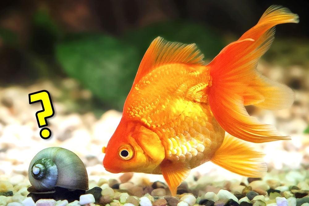 cool goldfish tank