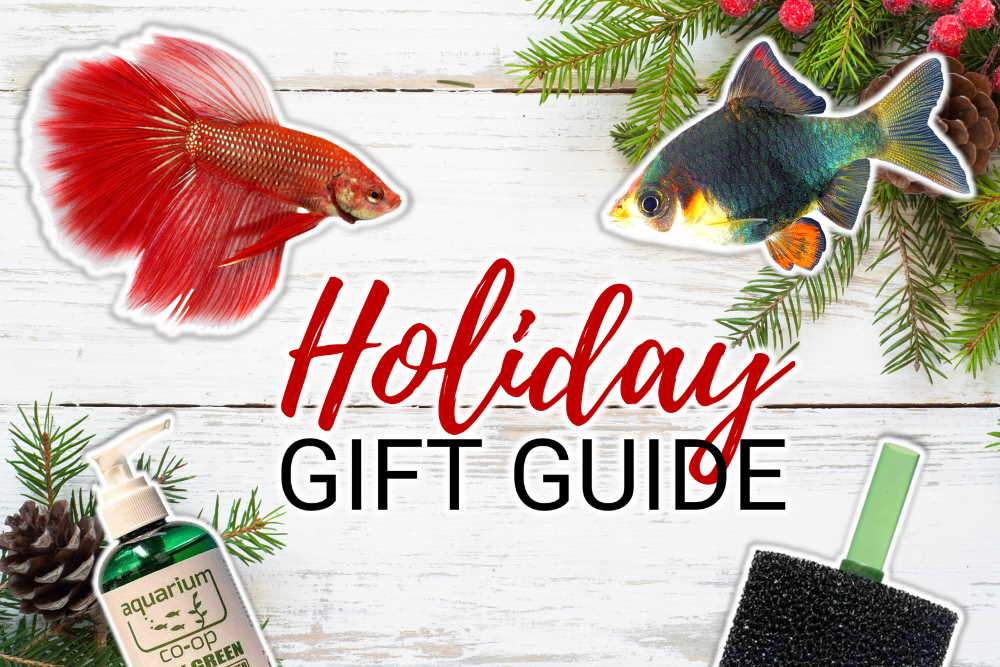 Top 10 Holiday Gift Ideas for Your Favorite Fish Keeper – Aquarium