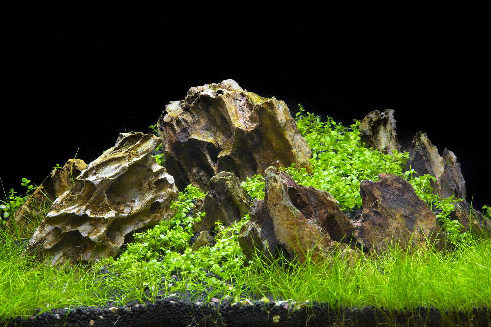 Aquascaping - Arranging rocks and wood and plants in a way that is pur 