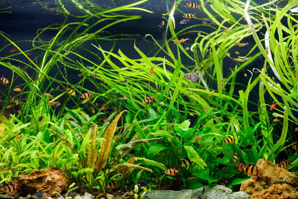5 Best Fish Tank Ideas for a 40-Gallon Breeder Aquarium – Aquarium Co-Op