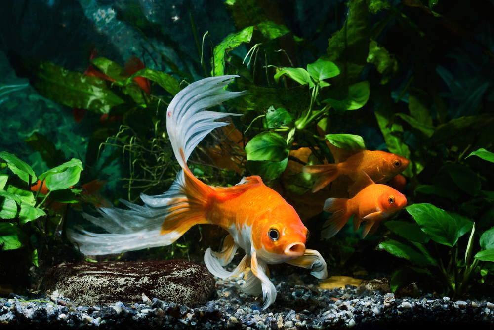 Is this what an ideal goldfish tank supposed to look like ? : r