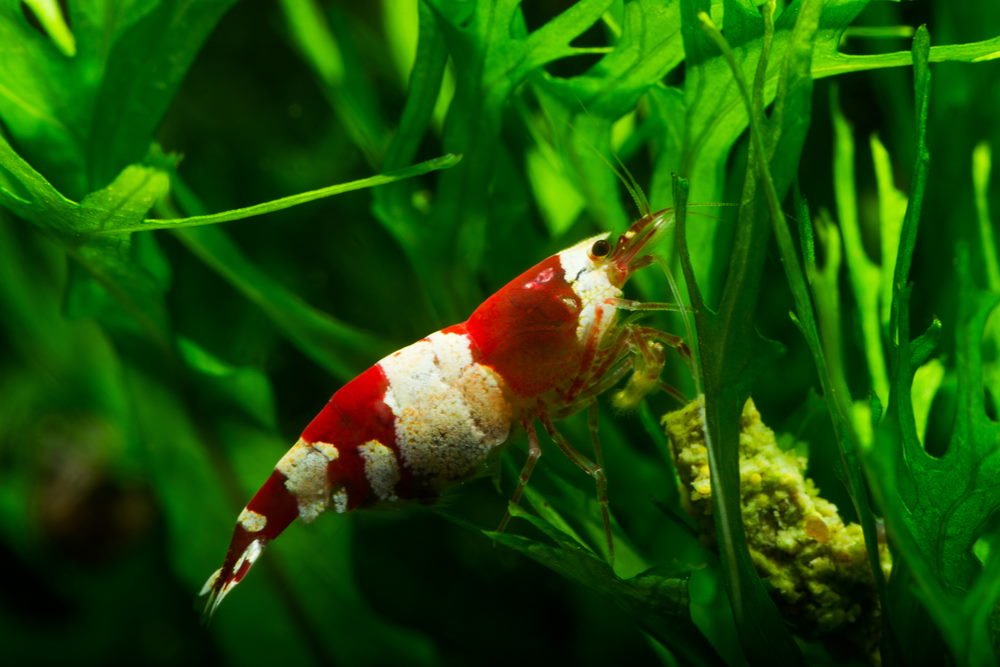 live shrimp in aquarium