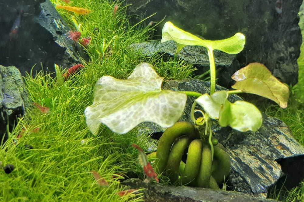 Growing Aquarium Plants - How To Grow Aquarium Plants