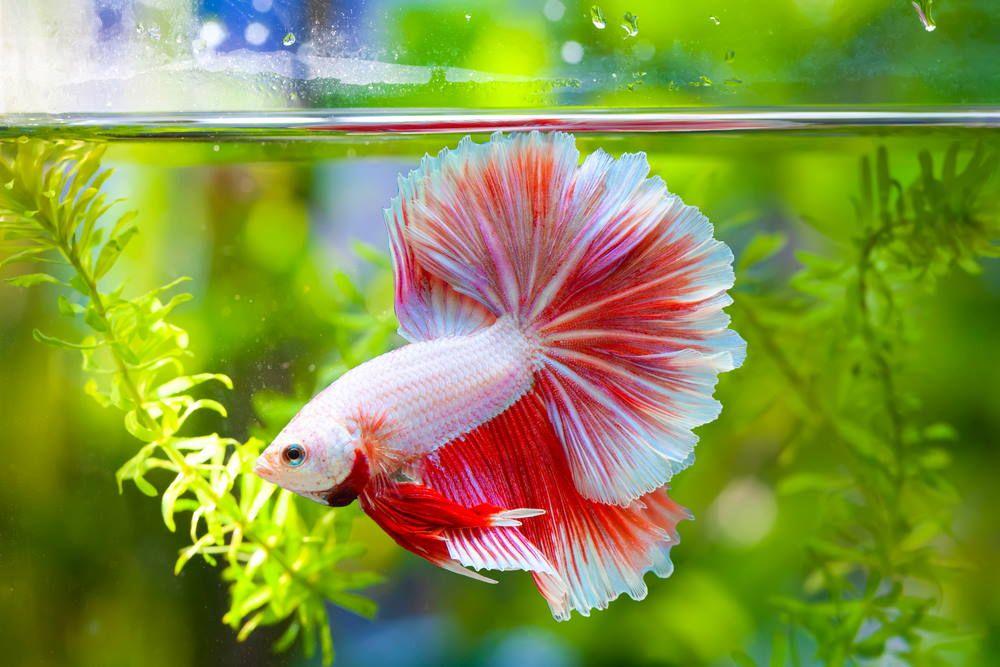 I need guidance in cleaning my betta tank for the first time. I