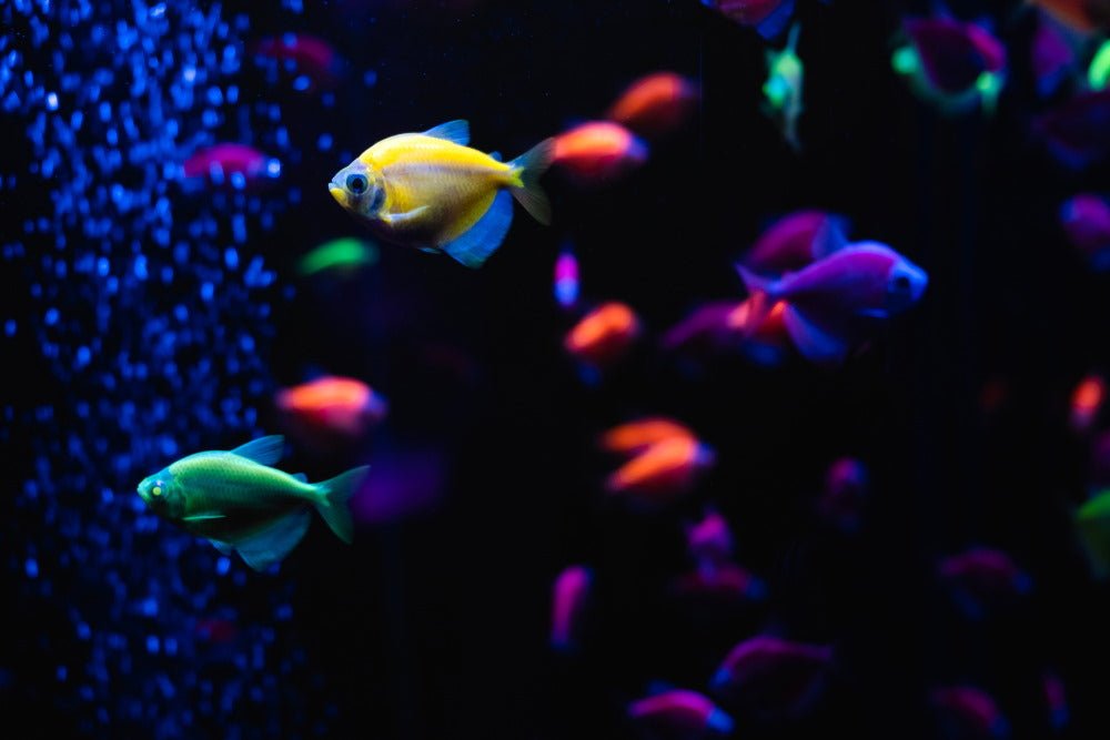 Care Guide for GloFish – Fluorescent Fish for Freshwater Aquariums