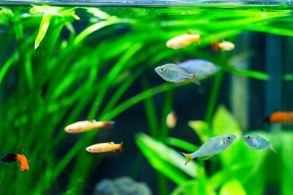 5 Tips and Tricks for Upgrading Your 10-Gallon Fish Tank – Aquarium Co-Op