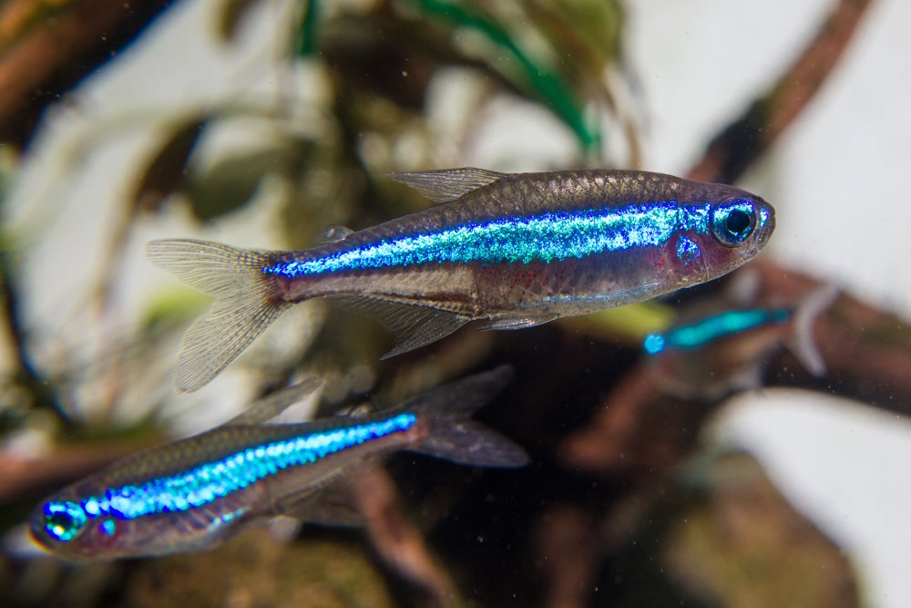Care Guide for Green Neon Tetras — Perfect Nano Fish for Planted Tanks –  Aquarium Co-Op