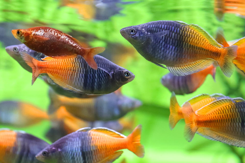 Rainbow Color Fish