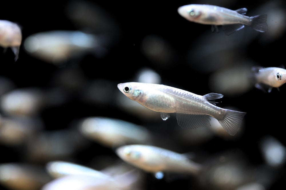 Little simple fish with waving tail fin., Stock Video