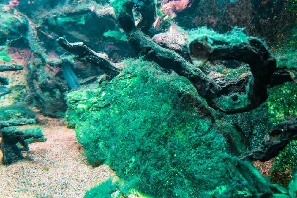 Green Slimer Acropora - Blue Fish Aquariums