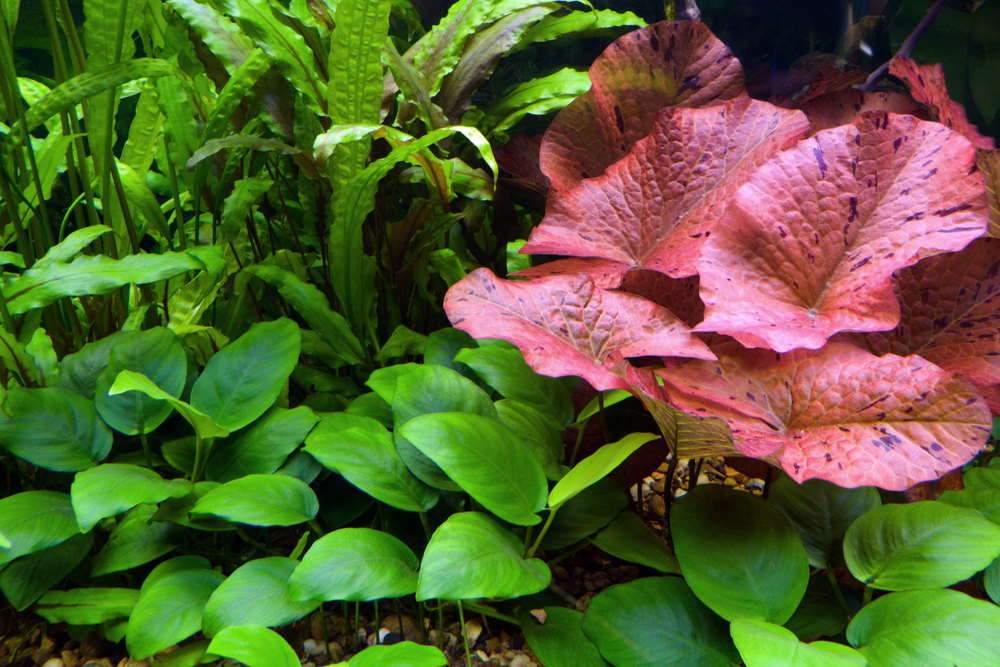 Aquarium Co-Op Easy Plant LED Light