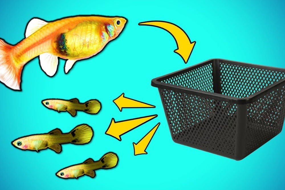 3 Homemade Fish Traps and How to Use Them