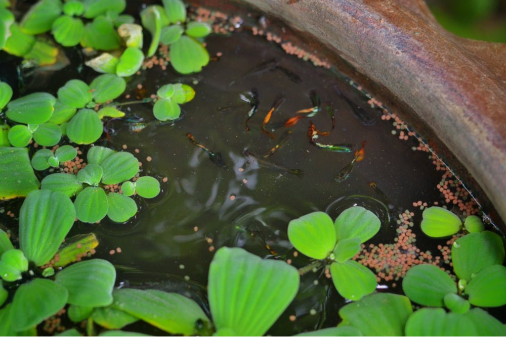 How to Make a Mini Outdoor Pond for Freshwater Aquarium Fish – Aquarium  Co-Op