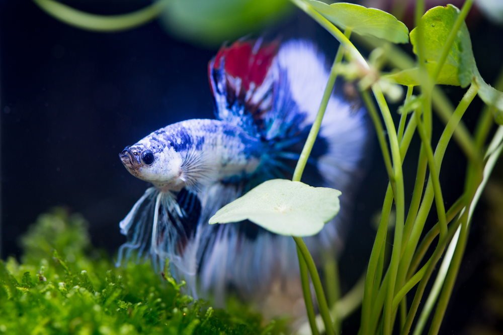 How to Make Your Betta Fish Happy with 5 Enrichment Ideas – Co-Op