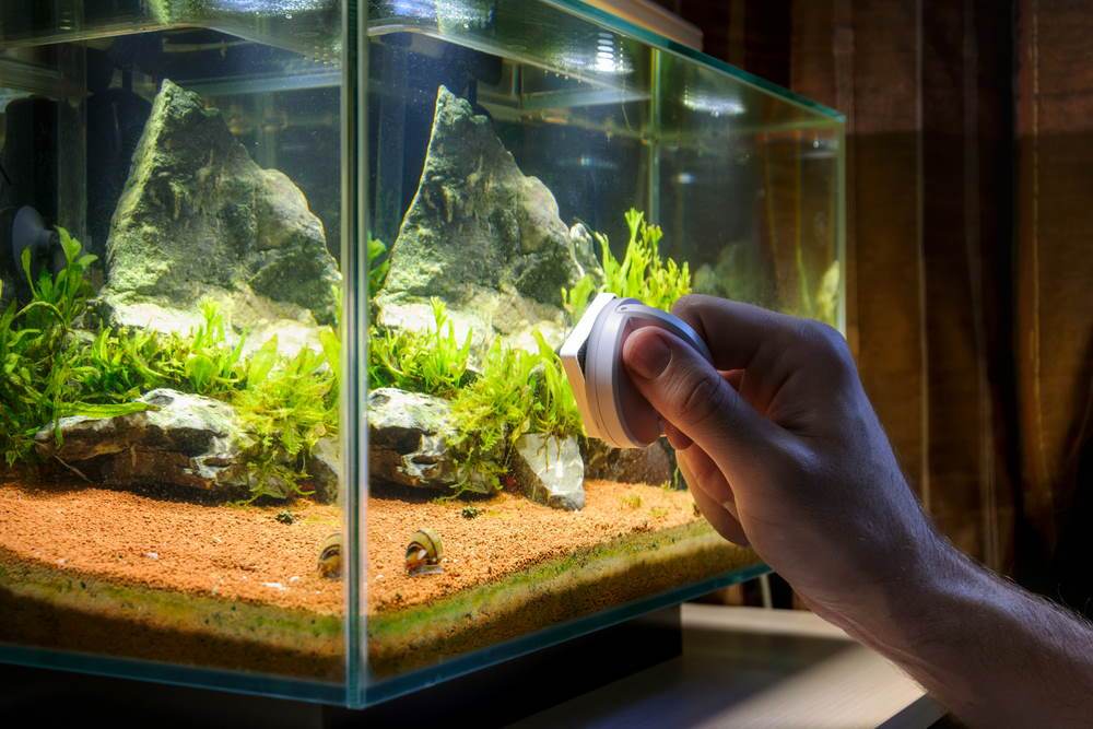 How to Properly Clean Your Aquarium