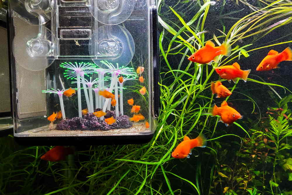 guppy fish breeding tank