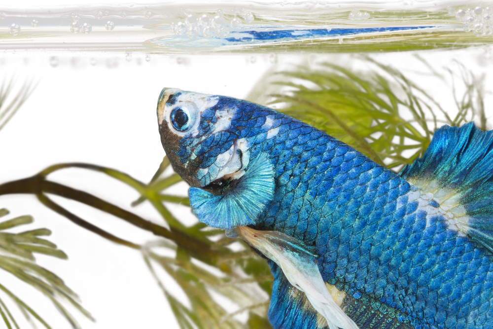 The 5 Best Betta Fish Accessories