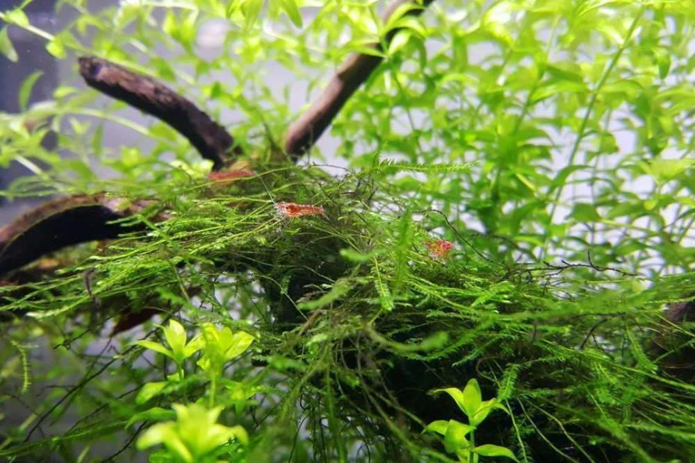 Java Moss Care Guide: Uses, Growth, Tank Requirements, etc. • Aquarium  Fishes