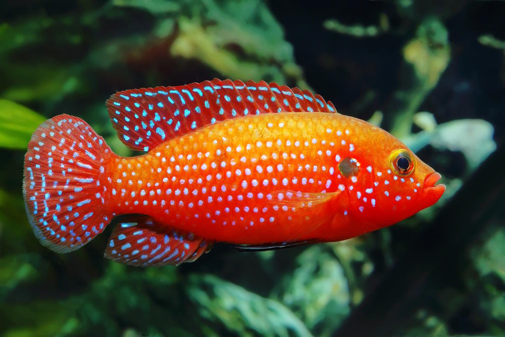 cool freshwater aquarium fish