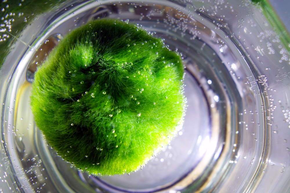 Moss Balls Float ?!?!  Aquarium Plants Forum
