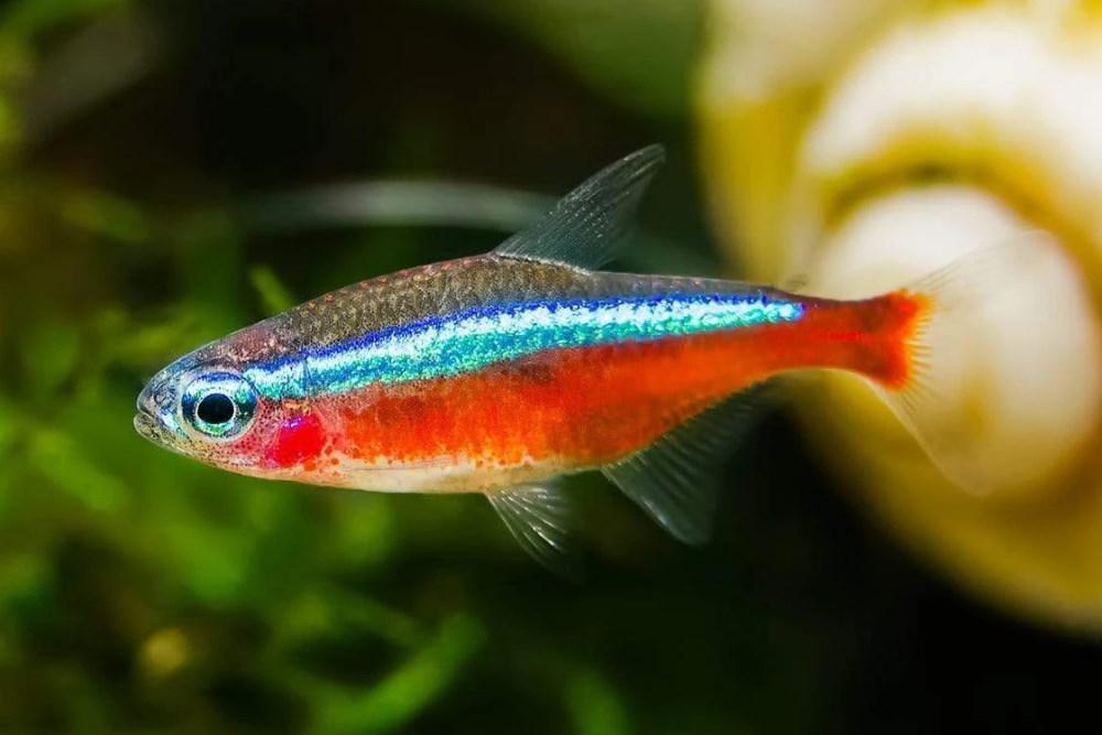 Care Guide for Neon and Cardinal Tetras  Beginner Schooling Fish –  Aquarium Co-Op