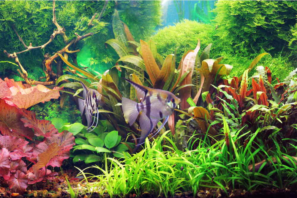 Shop Peat Moss For Aquarium online