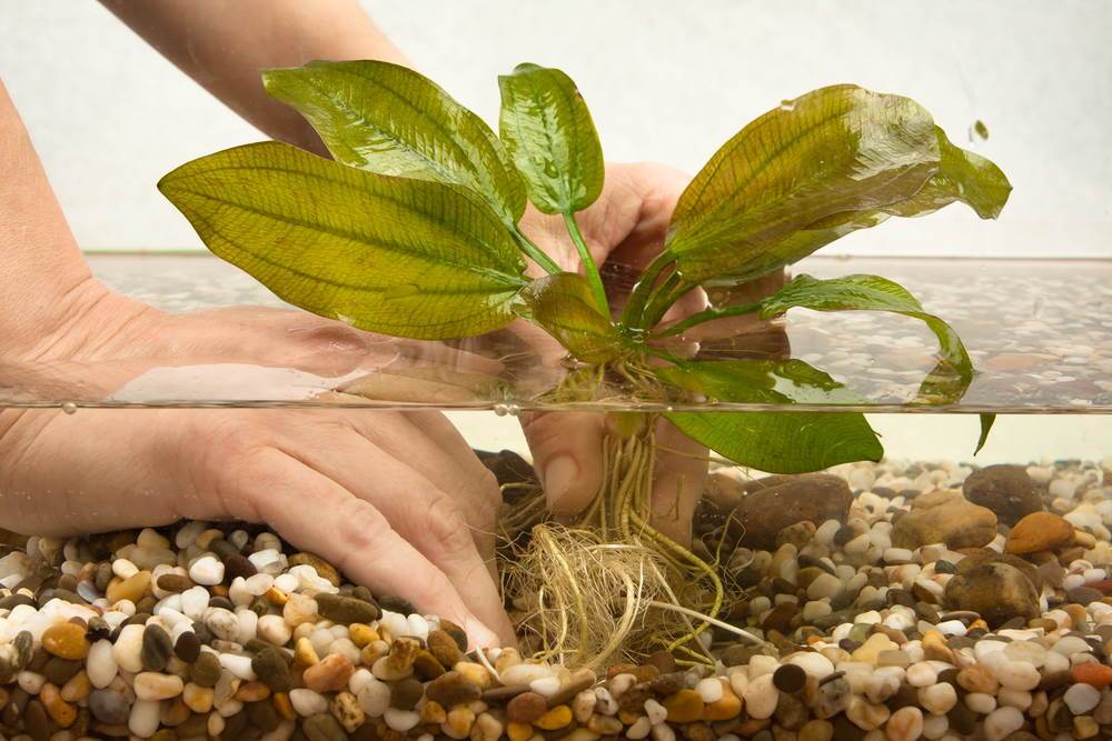 Do Aquarium Plants Need Soil?