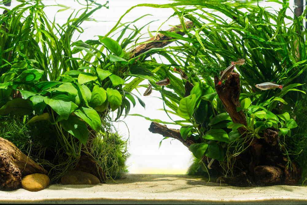  Java Moss Live Aquarium Beginner Plant Tank Planted