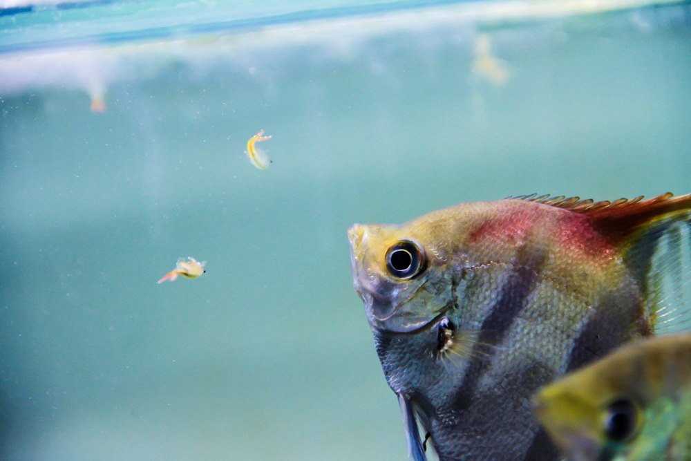http://www.aquariumcoop.com/cdn/shop/articles/top-10-live-foods-to-feed-your-aquarium-fish-837832.jpg?v=1659758817