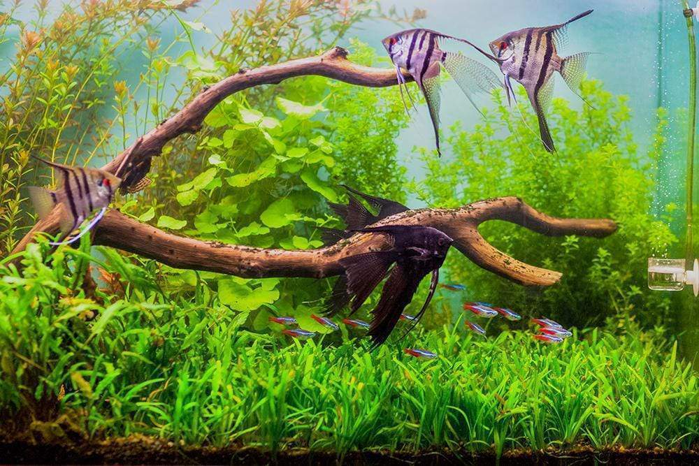 Top 10 Stunning Nano Fish to Try in Your Next Small Aquarium – Aquarium  Co-Op