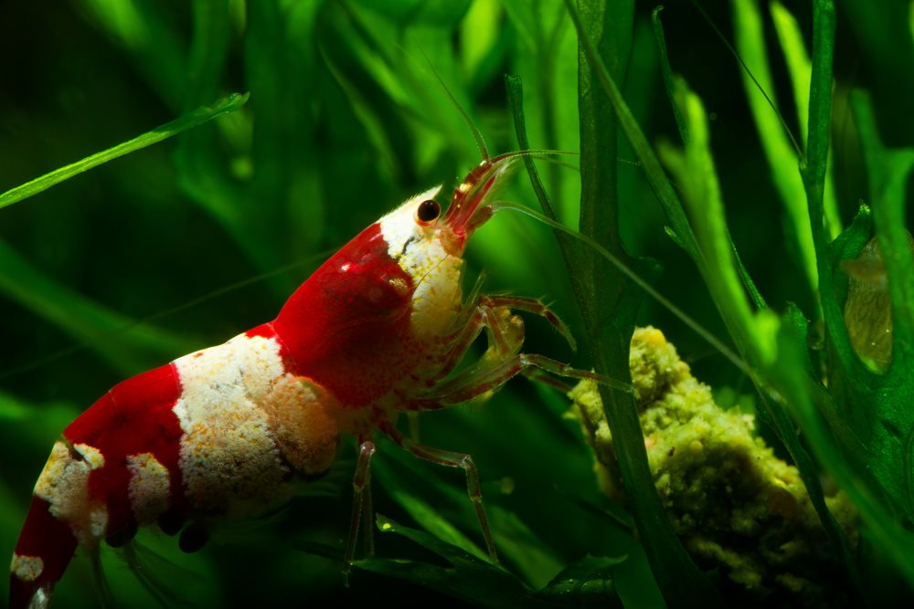 live shrimp in aquarium