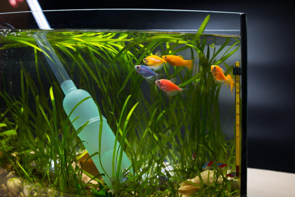 empty fish tank filled with water