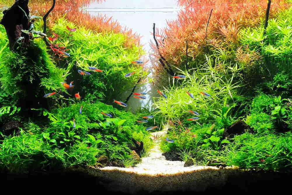 Large Live Aquarium Plant Bundle