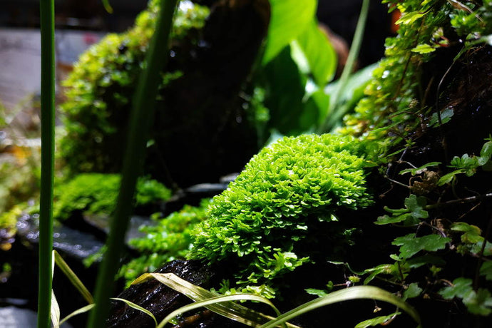 5 Aquarium Plants You Should Try in Your Next Terrarium or Paludarium