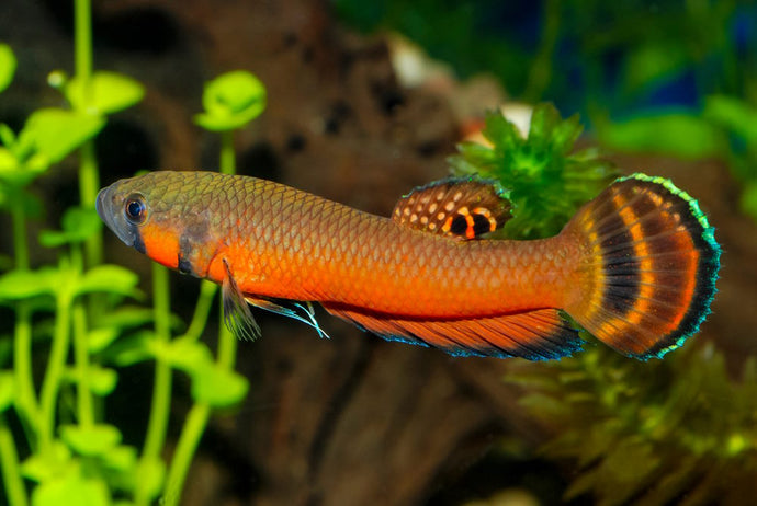 5 Amazing Wild Betta Species that You Should Try Breeding