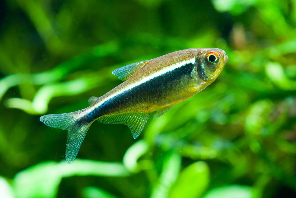 care-guide-for-black-neon-tetras-our-fav-underrated-schooling-fish-748871