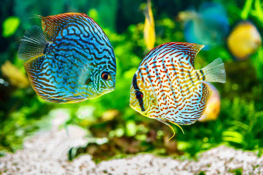 care-guide-for-discus-fish-the-king-of-the-aquarium-104941