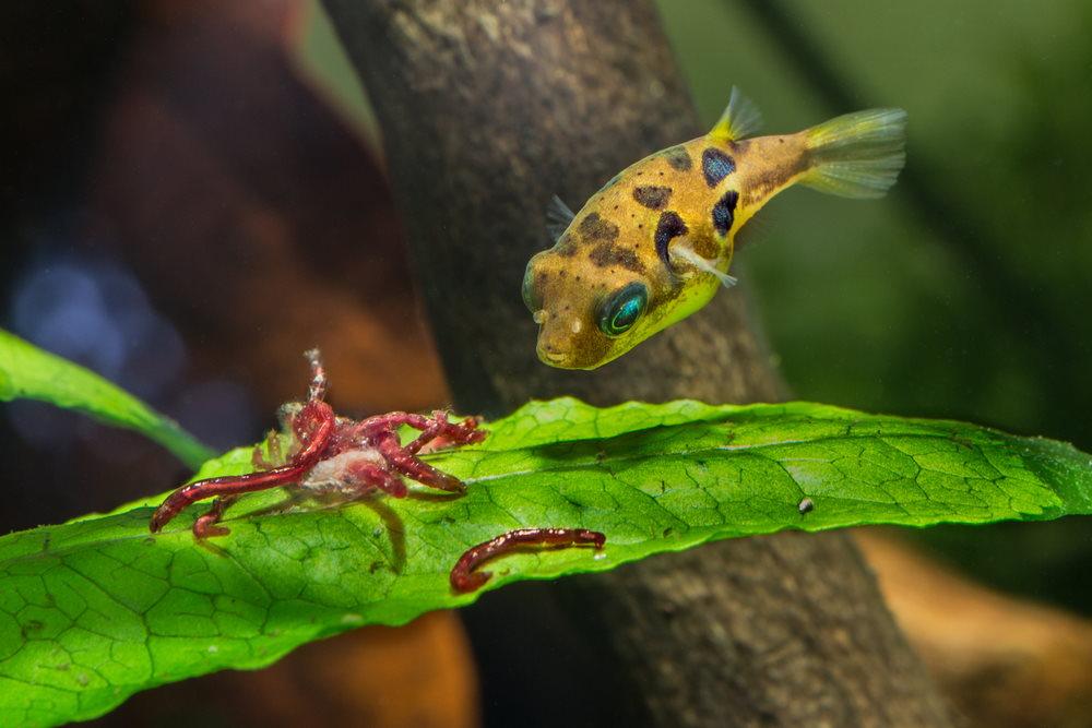 care-guide-for-pea-puffers-the-smallest-pufferfish-in-the-world-839060