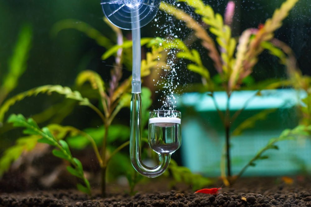 co2-in-planted-aquariums-pros-and-cons-to-consider-395971