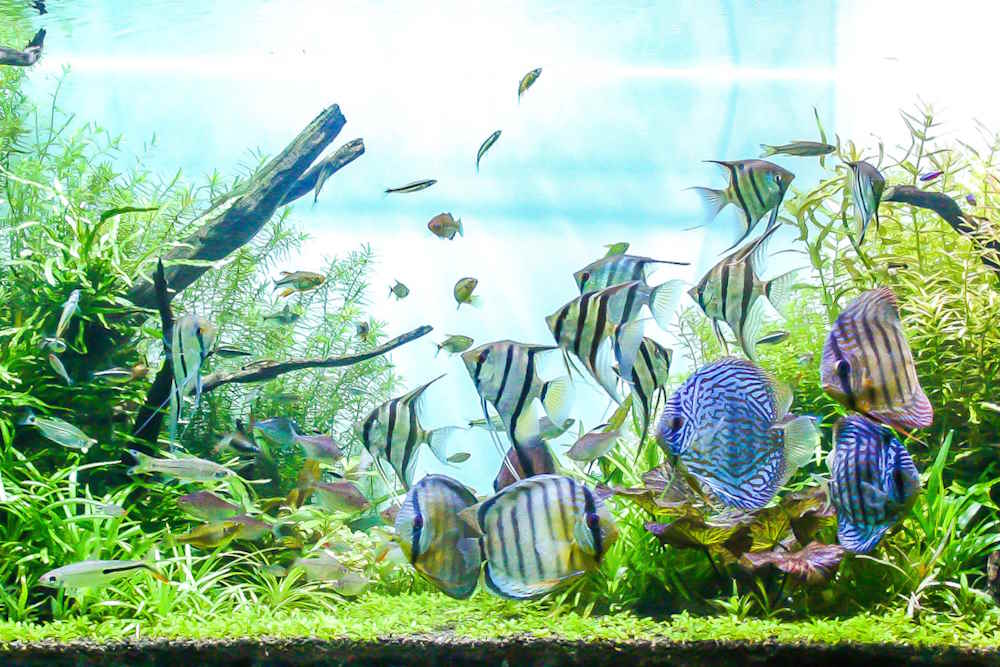 Freshwater Life: The Rainbowfish Facts You Want to Know - Seatech Aquariums