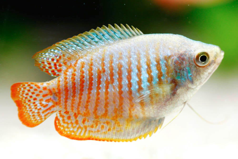 featured_image_-_dwarf_gourami