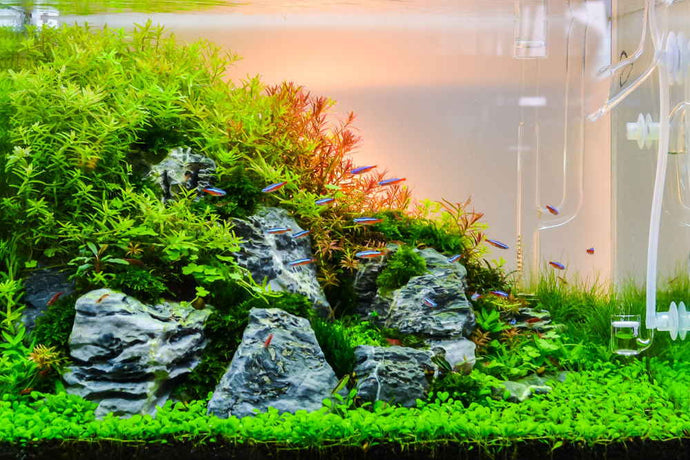 Top 10 Freshwater Fish That Are Perfect for Planted Aquariums – Aquarium  Co-Op