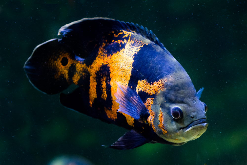 featured_image_-_oscar_cichlid_fish