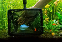Unique Bargains Aquarium Fish Net Aquarium Fish Tank Accessories Small Fish  Fine Net Green 5'' 3pcs : Target