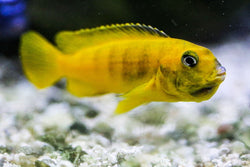 Ziss Egg Tumbler  Aquarium Fish Egg Incubator for Cichlids & More –  Aquarium Co-Op