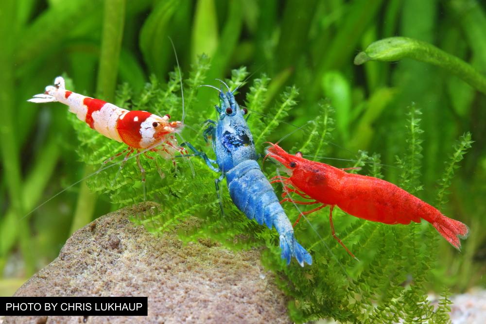 overview-of-freshwater-dwarf-shrimp-popular-species-tank-requirements-feeding-and-more-696853