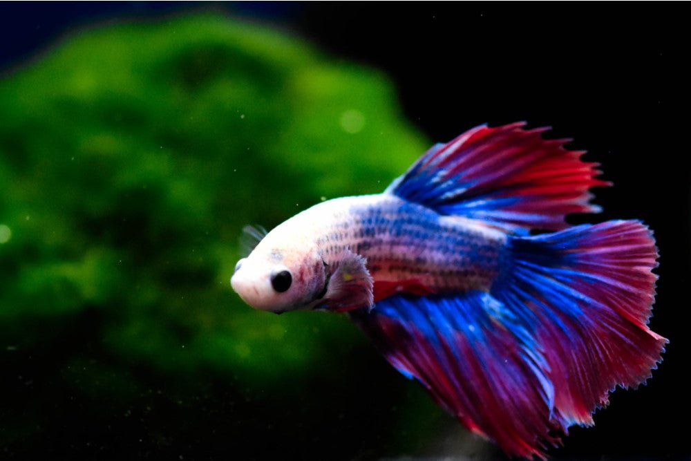 top-10-betta-fish-plants-for-your-aquarium-959345_9f2b121a-64f2-4ad2-b366-1ac2dec7114d