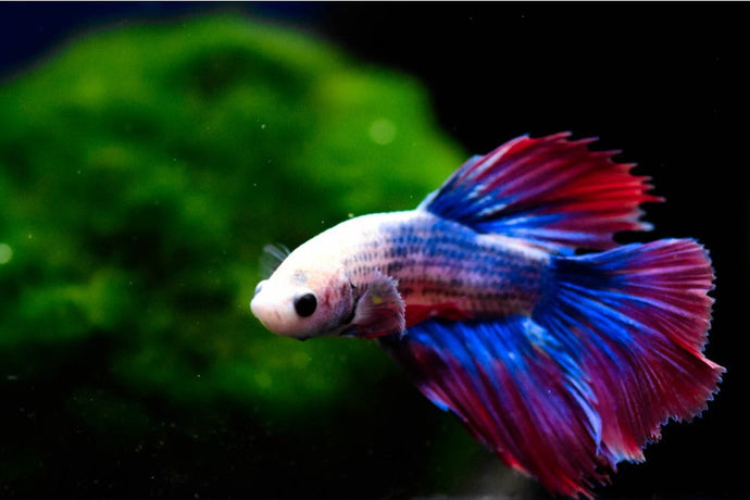 Top 10 Betta Fish Plants for Your Aquarium